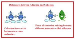 Difference Between Adhesion and Cohesion
