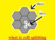 what is cell splitting