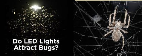 Does LED Lights Attract Spiders