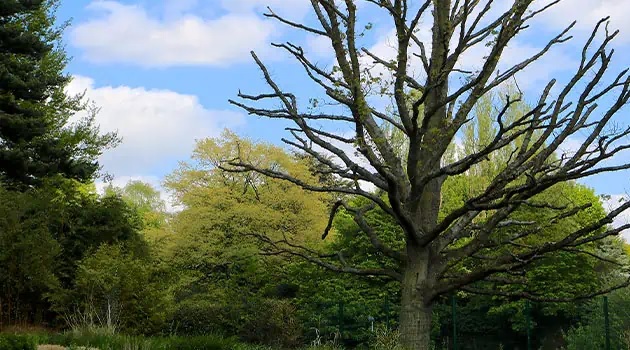 When to Consider Tree Lopping When to Consider Tree Lopping